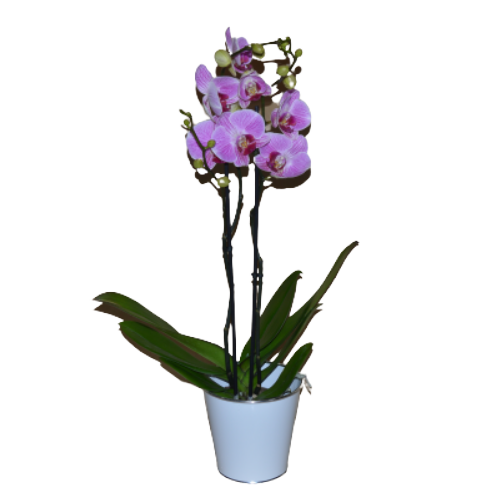 Phalaenopsis rose 