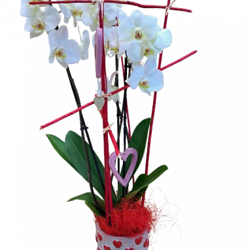 Phalaenopsis Blanche