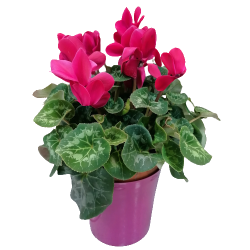 Cyclamen 