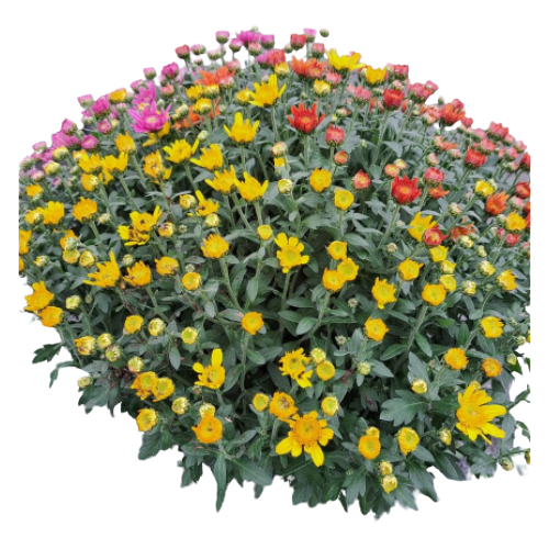Chrysanthème tricolore 