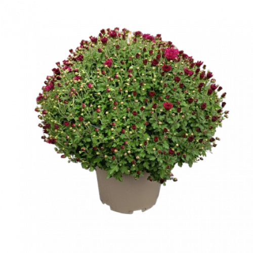 Chrysanthème petites fleurs 