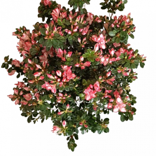 Azalée Bicolore