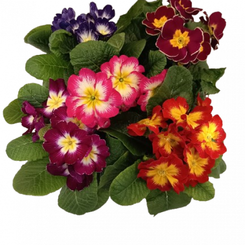 Coupe de Primevères