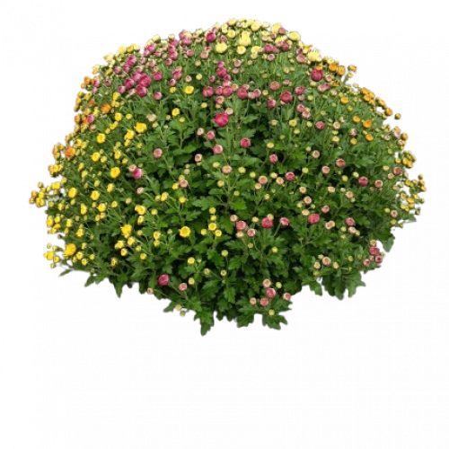 Coupe de Chrysanthème petites fleurs 