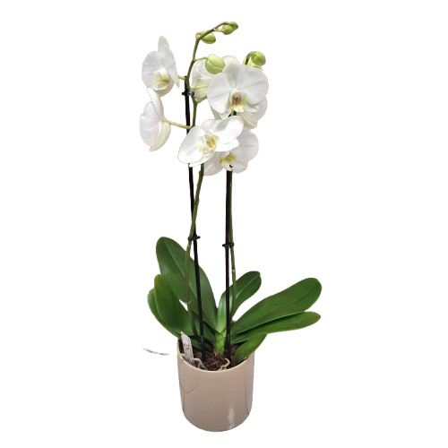 Phalaenopsis Blanche