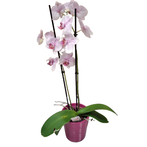 Phalaenopsis Rose