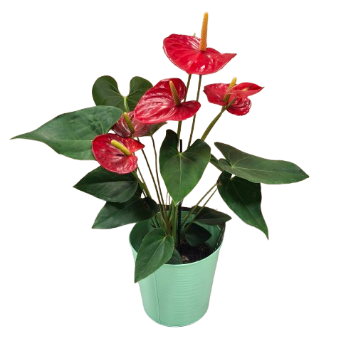 Anthurium Rouge