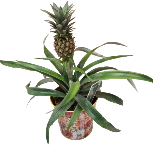 Ananas D'Ornement 